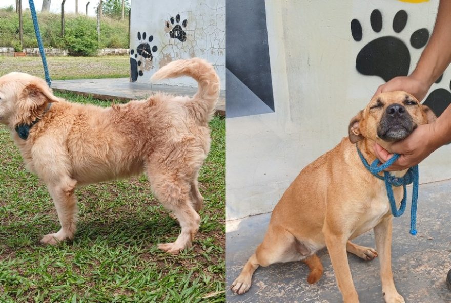 adocao-responsavel3A-conheca-ted-e-meg2C-caes-esperando-por-um-lar-em-prudente adocao-responsavel3A-conheca-ted-e-meg2C-caes-esperando-por-um-lar-em-prudente