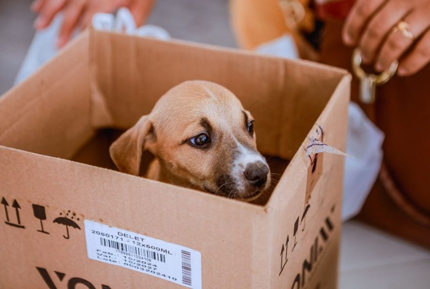 adote-um-pet-em-caruaru3A-feira-de-adocao-meu-amigao-acontece-no-marco-zero-nos-dias-18-e-19-de-agosto.-participe-e-de-amor-a-um-animalzinho