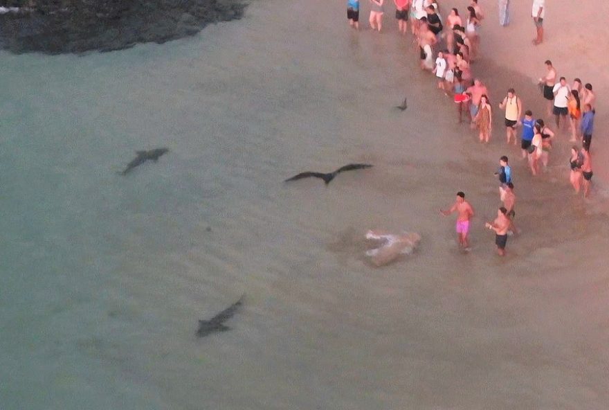 advertencia-dos-especialistas3A-evite-incidentes-com-tubaroes-em-fernando-de-noronha advertencia-dos-especialistas3A-evite-incidentes-com-tubaroes-em-fernando-de-noronha