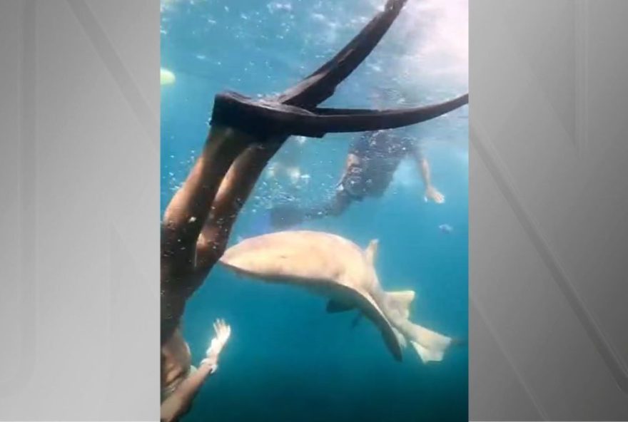 advogada-e-atacada-por-tubarao-lixa-em-fernando-de-noronha3A-video-viraliza-nas-redes-sociais advogada-e-atacada-por-tubarao-lixa-em-fernando-de-noronha3A-video-viraliza-nas-redes-sociais