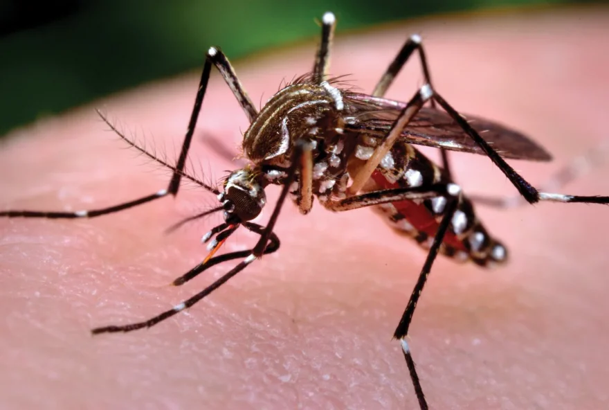 aedes aegypti mosquito da dengue