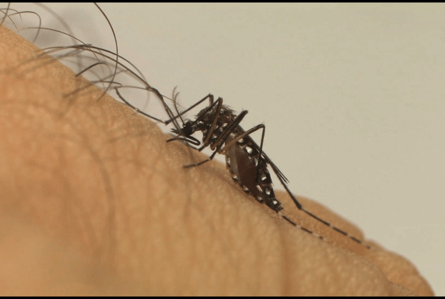 Proliferação Aedes Aegypti