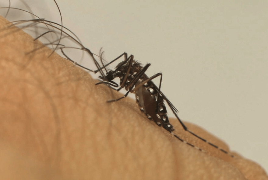 Casos de chikungunya aumentam 110% em 2023; Goiás não fica de fora (Foto: Agência Brasil)