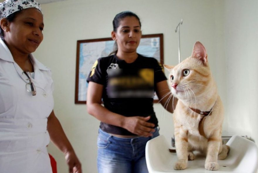 agende-a-castracao-de-caes-e-gatos-em-manaus3A-ccz-abre-agendamentos-para-controle-populacional