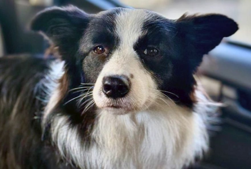 agentes-resgatam-cadelinha-em-copacabana3A-caso-de-maus-tratos-e-resgate-emocionante agentes-resgatam-cadelinha-em-copacabana3A-caso-de-maus-tratos-e-resgate-emocionante