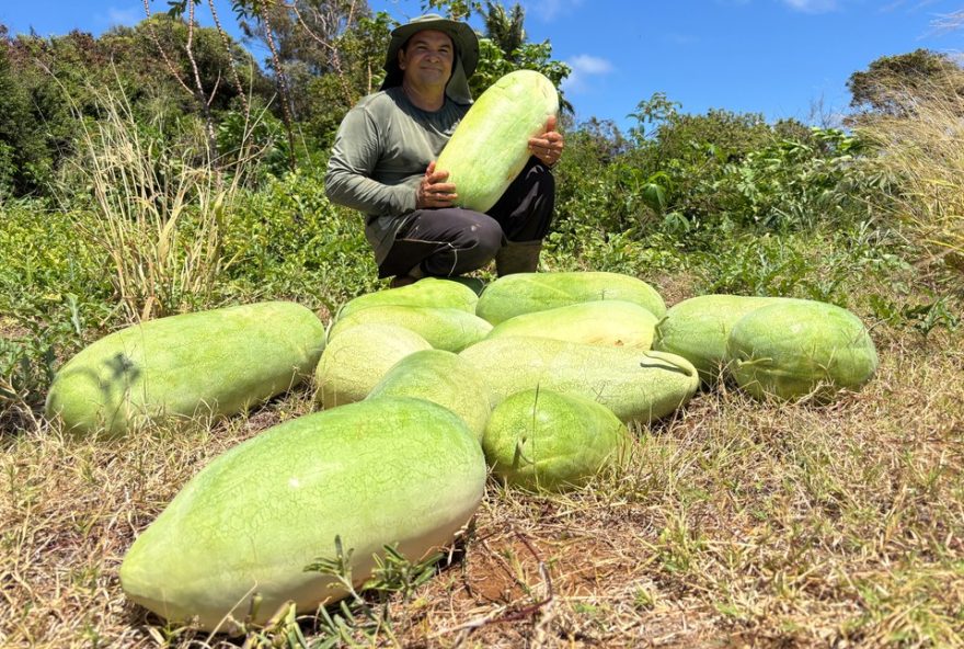 agricultor-de-fernando-de-noronha-colhe-melancias-gigantes-em-safra-excepcional agricultor-de-fernando-de-noronha-colhe-melancias-gigantes-em-safra-excepcional
