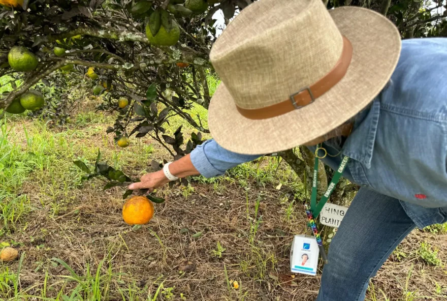 Fapeg e Emater investem R$ 4,6 milhões em pesquisa e inovação na agricultura familiar em Goiás (Foto: Fapeg)