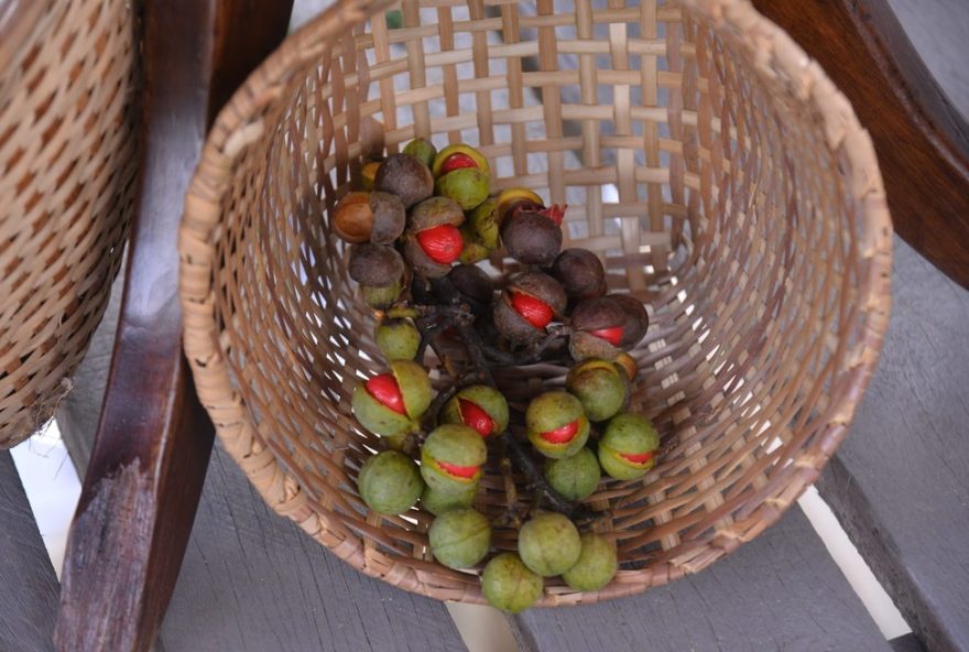 agroextrativista-da-amazonia-revela-como-sementes-mudaram-sua-vida