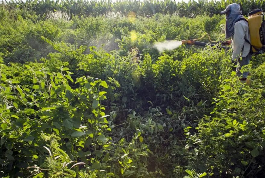 Senado aprovou substitutivo ao polêmico projeto que flexibiliza o comércio de agrotóxicos no Brasil. O texto vai à sanção presidencial (Foto: Agência Brasil)