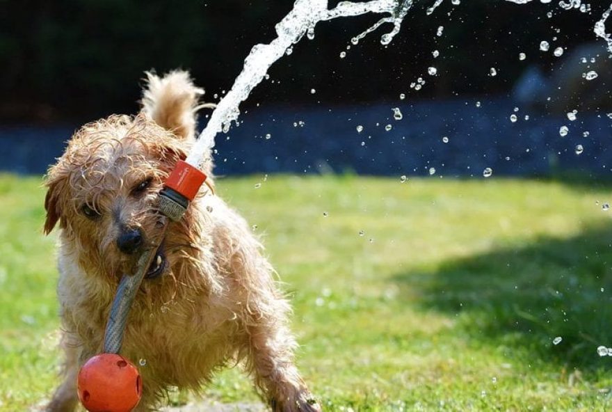 agua-para-cachorro