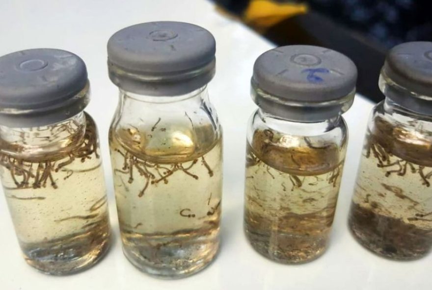 alerta-em-aracatuba3A-indice-de-infestacao-do-aedes-aegypti-acima-do-recomendado-pelo-ministerio-da-saude.-saiba-como-se-prevenir