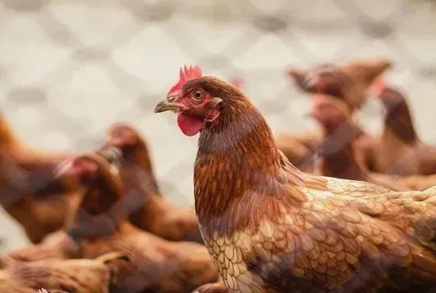 alerta-em-sc3A-gripe-aviaria-detectada-em-granja-gaucha-preocupa-autoridades.-medidas-de-biosseguridade-intensificadas-para-proteger-aves