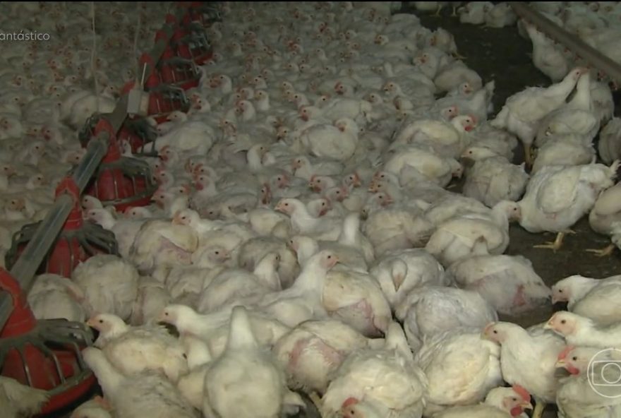 alerta-epidemiologico3A-gripe-aviaria-no-sul-do-rs-orientacoes-preventivas-da-prefeitura-de-rio-grande-para-a-populacao alerta-epidemiologico3A-gripe-aviaria-no-sul-do-rs-orientacoes-preventivas-da-prefeitura-de-rio-grande-para-a-populacao