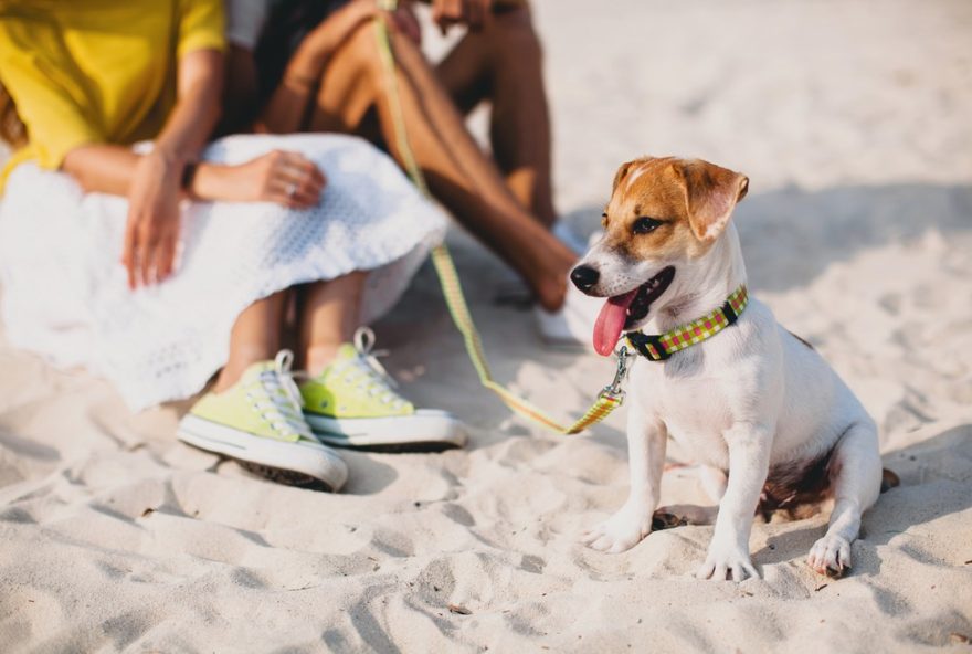 alimentacao-ideal-para-cachorros-no-verao3A-dicas-de-uma-especialista-em-nutricao-animal