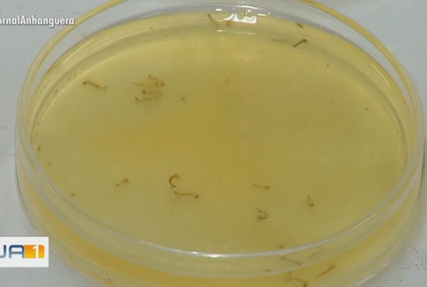 alunas-de-itumbiara-criam-larvicida-natural-para-combater-mosquito-da-dengue