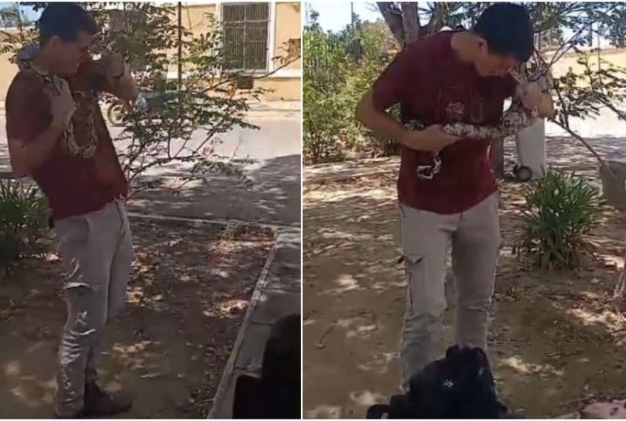 aluno-de-biologia-tem-rosto-mordido-por-jiboia-no-campus-da-uva-em-sobral