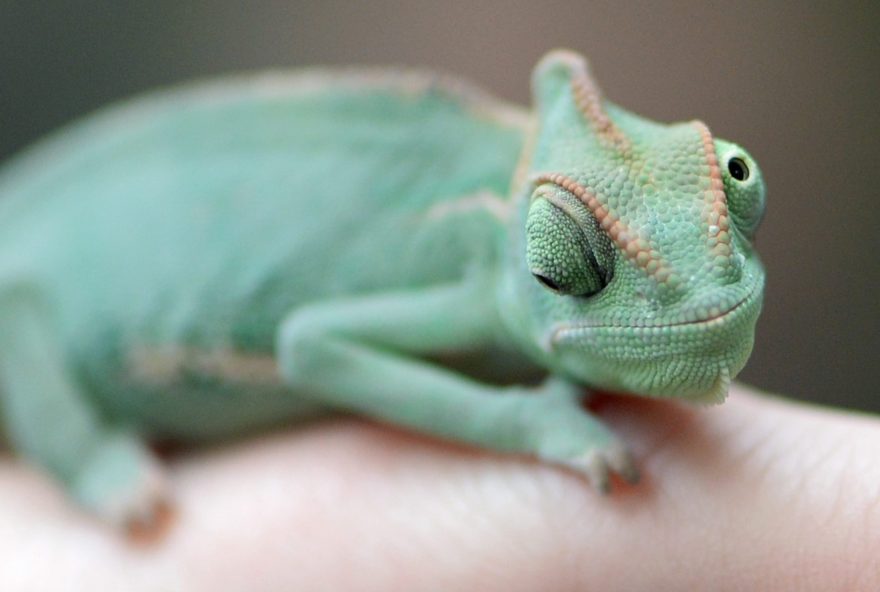 A veiled chameleon, also known as Yemen chameleon, sits on the finger of a keeper during an animal inventory at the Biosphere Potsdam tropical plants and animal park in Potsdam, eastern Germany, on January 2, 2014.      AFP PHOTO / DPA / RALF HIRSCHBERGER / GERMANY OUT