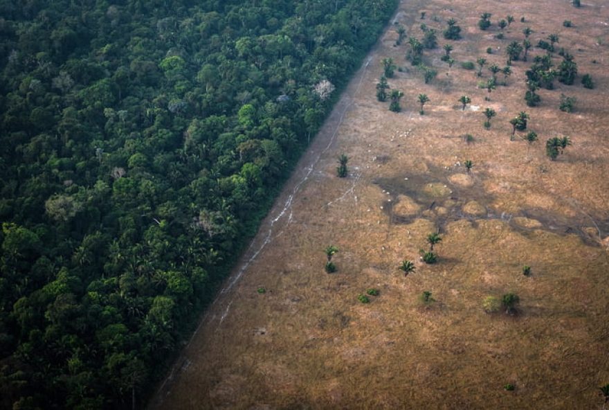 amazonia-e-cerrado-reduzem-devastacao-em-20243B-incendios-afetam-outros-biomas3A-saiba-mais