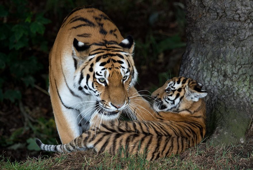 A rare Amur Tiger cub, aged four months, plays with its mother Tschuna as it experiences its reserve for the first time at the Yorkshire Wildlife Park near Doncaster, northern England on July 29, 2015. Only around 450 Amur Tigers survive in the wild in their native Russia and  Yorkshire Wildlife Park's release of three cubs, named Hector, Harley and Hope, into their reserve coincides with International Tiger Day.  AFP PHOTO / OLI SCARFF / AFP PHOTO / OLI SCARFF