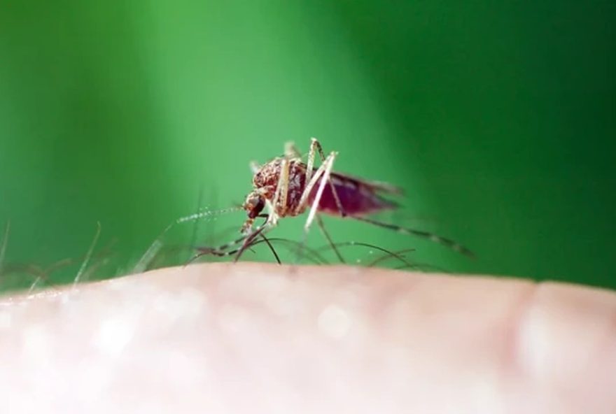 angolano-em-ferias-no-brasil-morre-com-suspeita-de-malaria-em-minas-gerais3A-saiba-como-se-prevenir