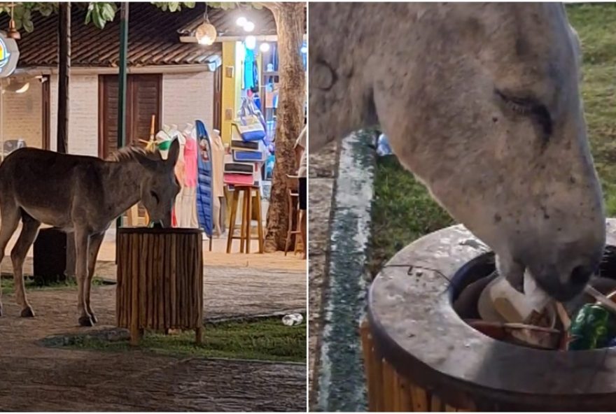animais-abandonados-em-jericoacoara3A-jegue-e-visto-comendo-lixo-e-agredido3B-turista-denuncia-sofrimento animais-abandonados-em-jericoacoara3A-jegue-e-visto-comendo-lixo-e-agredido3B-turista-denuncia-sofrimento
