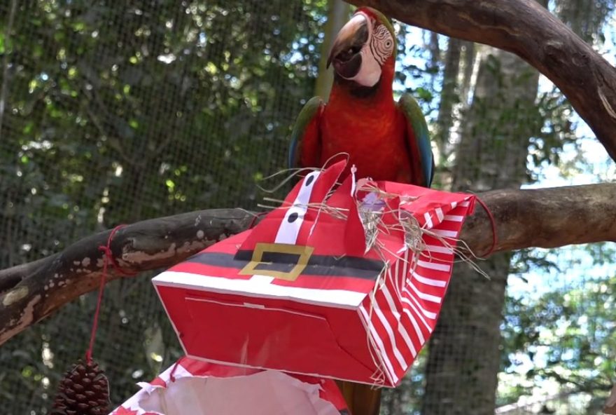 animais-do-parque-das-aves-em-foz-do-iguacu-tem-ceia-de-natal-com-itens-de-enriquecimento-ambiental3B-confira-fotos