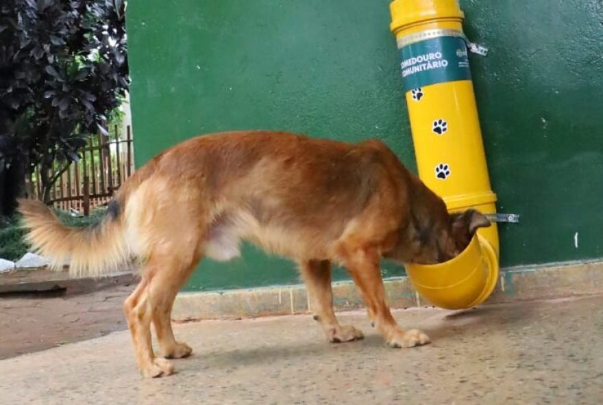 Troca da água nos bebedouros destinados a cães e gatos é feita ao menos três vezes ao dia por servidores da Amma e moradores (Foto: Paulo José)