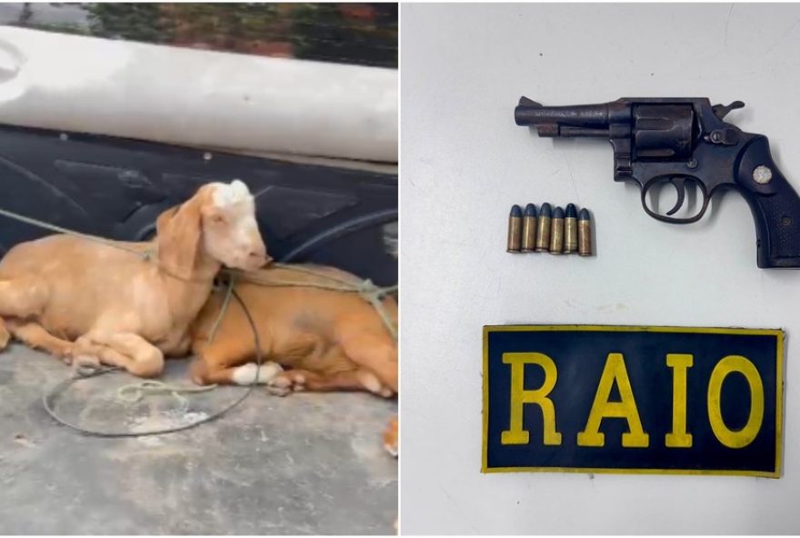 animais-furtados-resgatados-pela-policia-em-sobral3A-caprinos-recuperados-e-arma-de-fogo-apreendida-no-bairro-dom-expedito animais-furtados-resgatados-pela-policia-em-sobral3A-caprinos-recuperados-e-arma-de-fogo-apreendida-no-bairro-dom-expedito