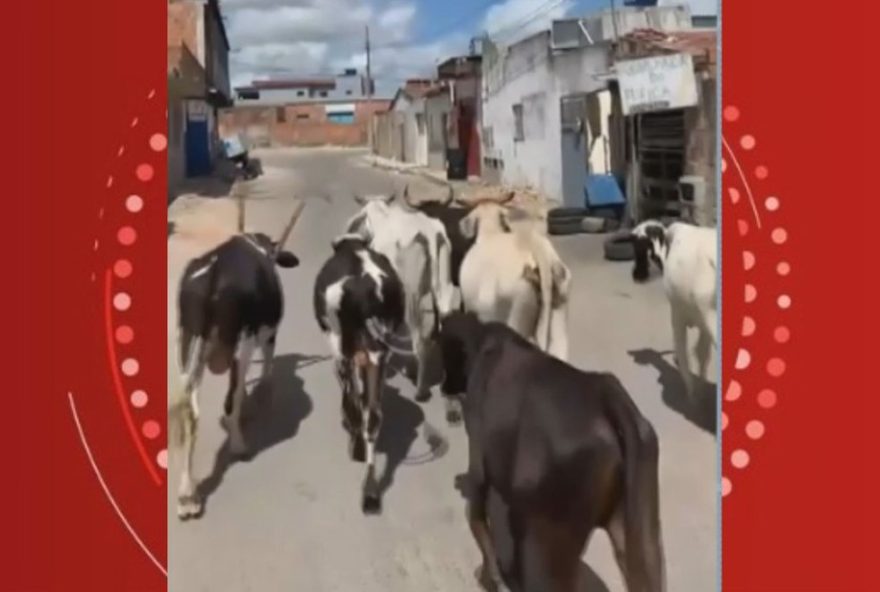 animais-sao-furtados-em-serrinha3A-egua-e-potro-levados-de-abrigo-municipal