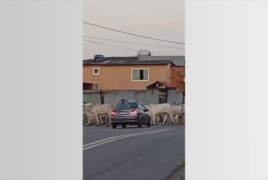 animais-soltos-na-estrada-de-jundiai-geram-preocupacao-e-transtornos-aos-moradores