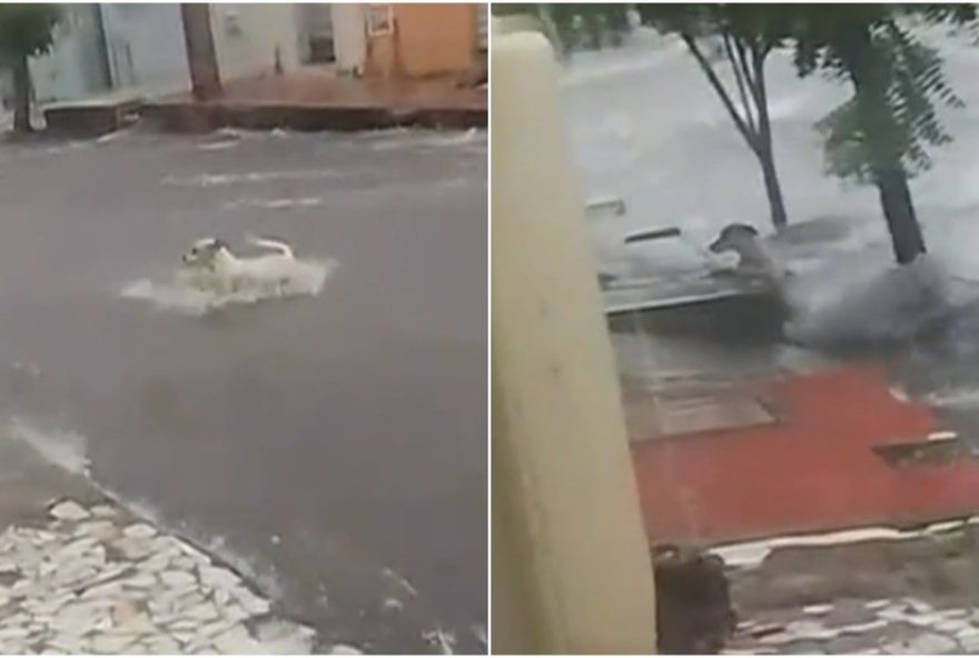 animal-e-arrastado-pela-forca-das-aguas-em-juazeiro-do-norte-durante-forte-chuva-no-ceara animal-e-arrastado-pela-forca-das-aguas-em-juazeiro-do-norte-durante-forte-chuva-no-ceara