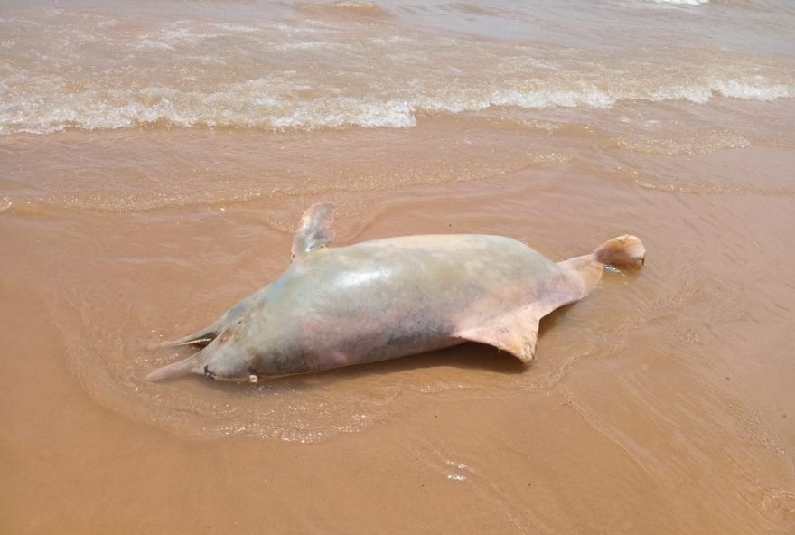 animal-misterioso-encontrado-morto-na-praia-da-ponta-verde2C-ma animal-misterioso-encontrado-morto-na-praia-da-ponta-verde2C-ma