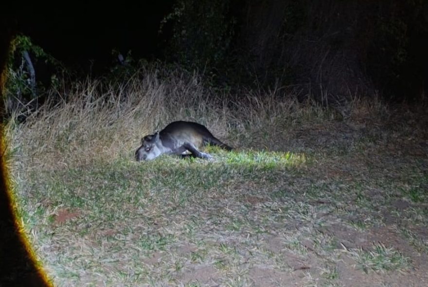 anta-e-resgatada-apos-acidente-com-veiculo-da-saude-em-rodovia-de-sp