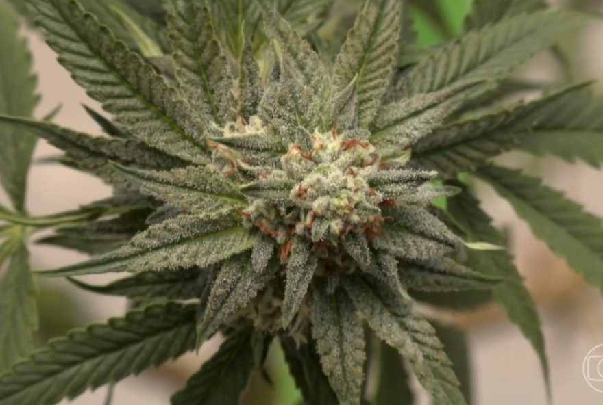 anvisa-define-regras-para-cannabis-medicinal-no-df3A-impulso-a-pesquisa-e-producao anvisa-define-regras-para-cannabis-medicinal-no-df3A-impulso-a-pesquisa-e-producao