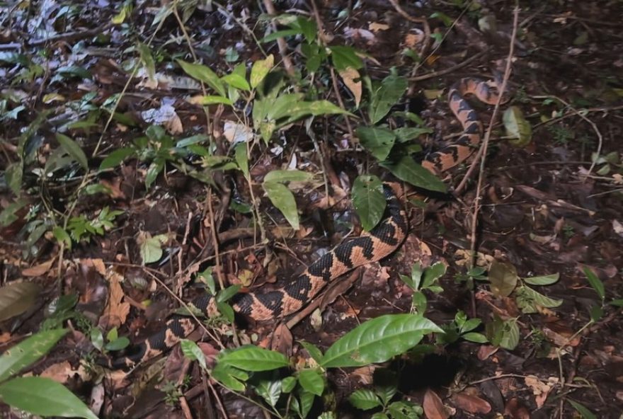 aparecimento-de-surucucus-em-areas-urbanas-de-camaragibe-chama-atencao-da-comunidade-cientifica