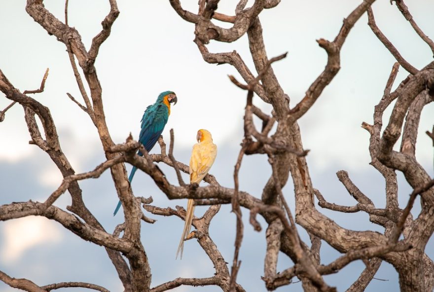 aparicao-de-arara-caninde-com-lutinismo-no-tocantins-intriga-pesquisadores