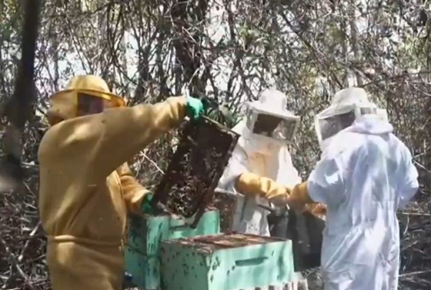 apicultura-sustentavel-em-manguezais-de-pernambuco3A-mel-unico-que-beneficia-50-familias apicultura-sustentavel-em-manguezais-de-pernambuco3A-mel-unico-que-beneficia-50-familias