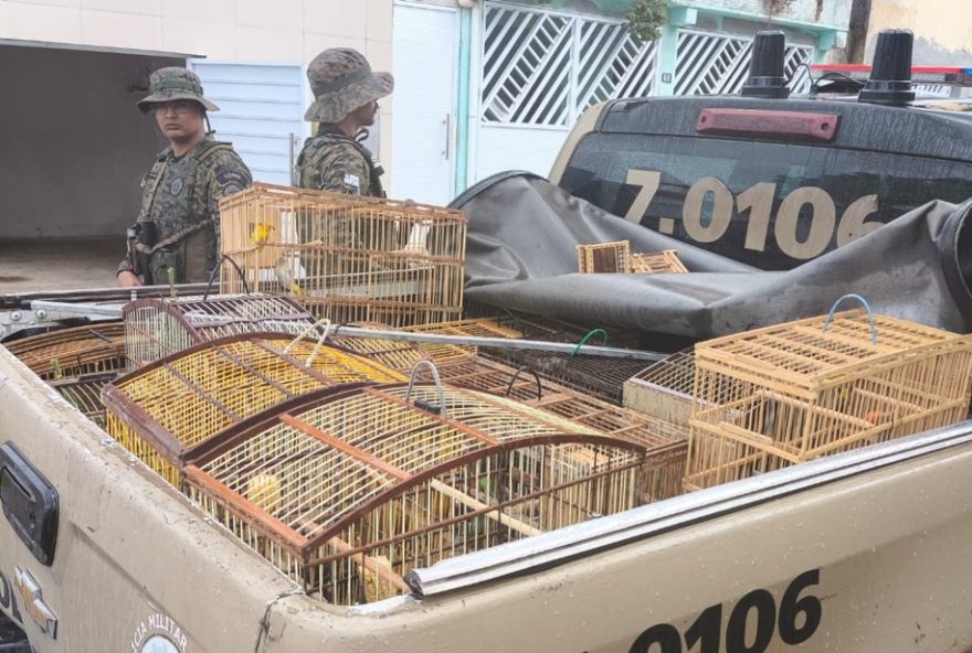 apreensao-de-20-aves-silvestres-em-catu3A-combate-ao-trafico-na-bahia
