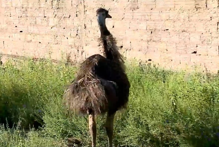 apreensao-de-animais-silvestres-na-raposa3A-emu-australiano-entre-os-capturados