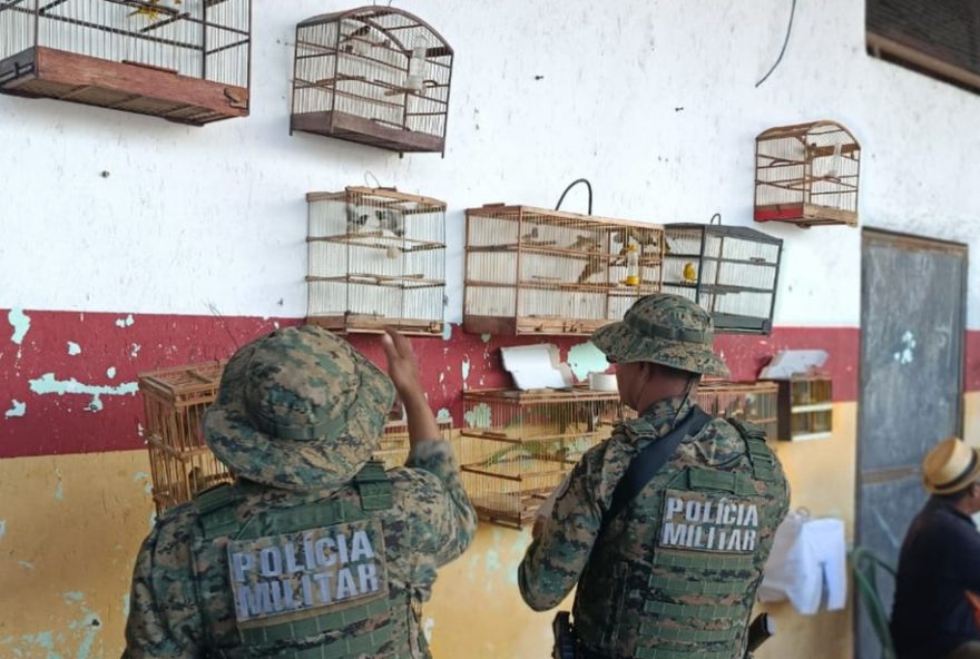 apreensao-de-aves-silvestres-e-detencao-em-candeias2C-bahia3A-acao-contra-comercio-ilegal-e-preservacao-ambiental