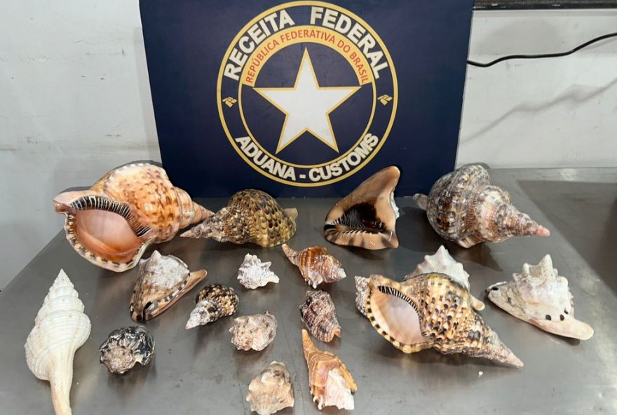 apreensao-de-carga-ilegal-de-buzios-no-aeroporto-de-fortaleza3A-ibama-e-receita-federal-atuam-contra-trafico-de-fauna apreensao-de-carga-ilegal-de-buzios-no-aeroporto-de-fortaleza3A-ibama-e-receita-federal-atuam-contra-trafico-de-fauna