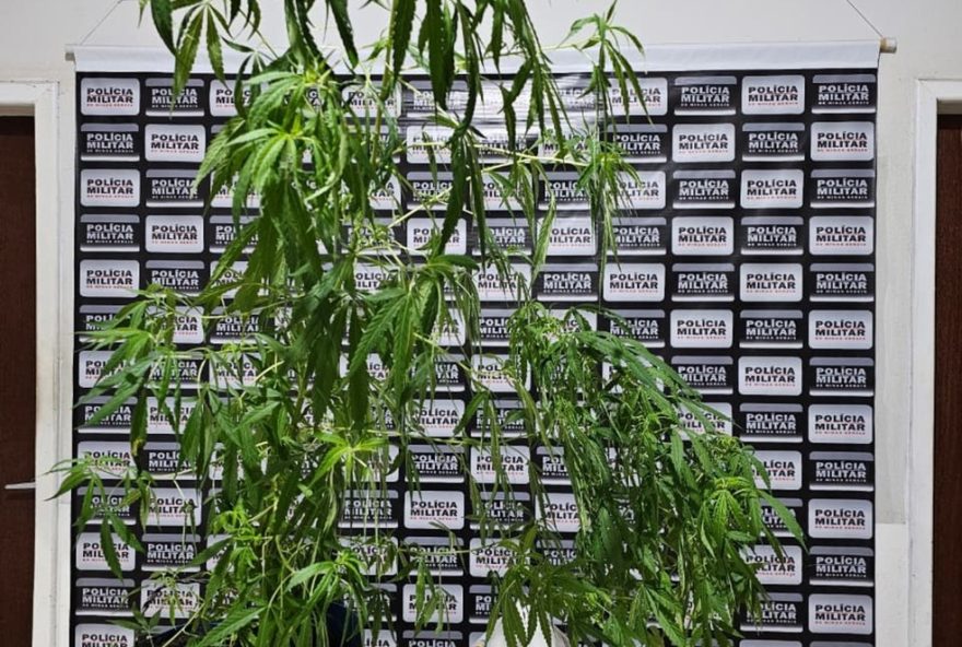 apreensao-de-pes-de-maconha-em-casa-durante-caso-de-violencia-domestica3A-conscientizacao-e-combate-ao-trafico-de-drogas