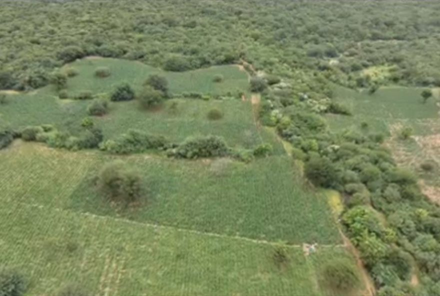 apreensao-historica-de-maconha-em-fazenda-na-chapada-diamantina2C-bahia3A-operacao-conjunta-da-pm-e-pf-desmantela-plantacao-ilegal apreensao-historica-de-maconha-em-fazenda-na-chapada-diamantina2C-bahia3A-operacao-conjunta-da-pm-e-pf-desmantela-plantacao-ilegal