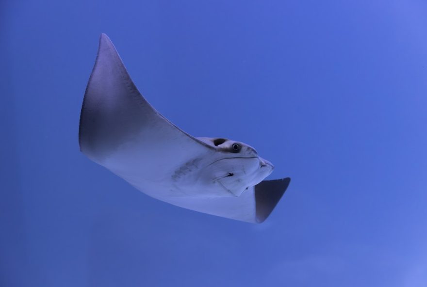 aquafoz3A-o-novo-aquario-de-foz-do-iguacu-com-tanques-gigantes-e-especies-raras