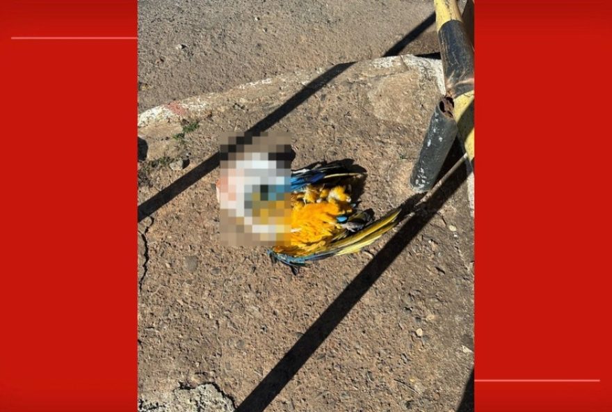 arara-caninde-e-encontrada-morta-em-ato-cruel-no-df3A-policia-investiga-e-comunidade-cobra-justica