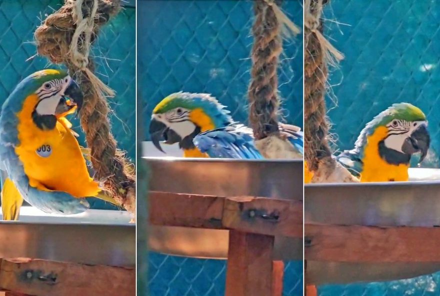 arara-caninde-toma-banho-no-parque-nacional-da-tijuca3A-video-emocionante-viraliza-nas-redes-sociais