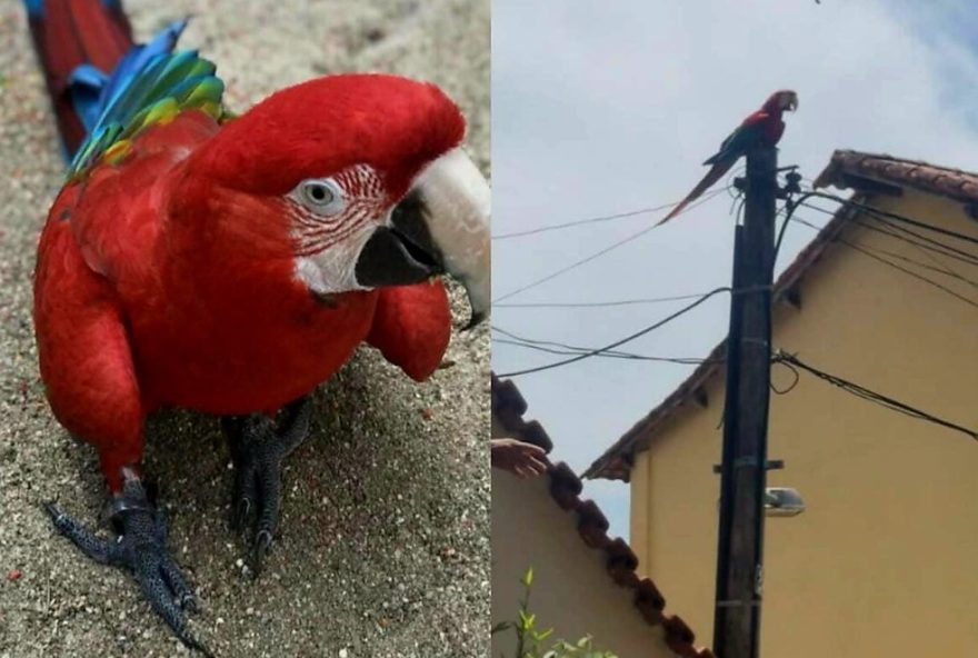 arara-vermelha-foge-de-viveiro-legalizado-e-e-encontrada-a-15-km-de-distancia-no-rio-de-janeiro