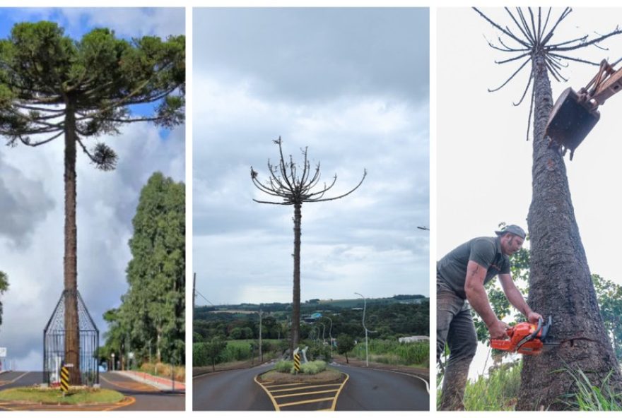 araucaria-centenaria-e-removida-apos-secar-por-asfalto-em-pato-branco2C-parana-saiba-mais-about-acao-de-preservacao