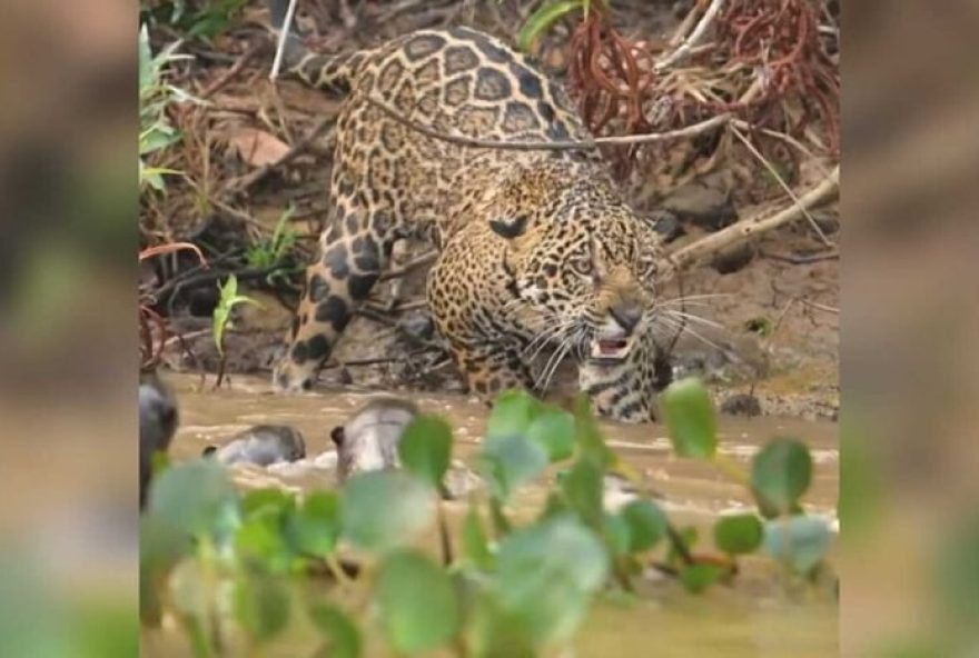 ariranhas-enfrentam-onca-pintada-no-pantanal3A-cena-impressionante-de-confronto-selvagem