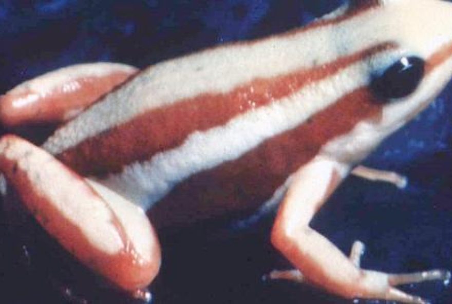 arma-do-crime3A-o-veneno-de-sapo arma-do-crime3A-o-veneno-de-sapo